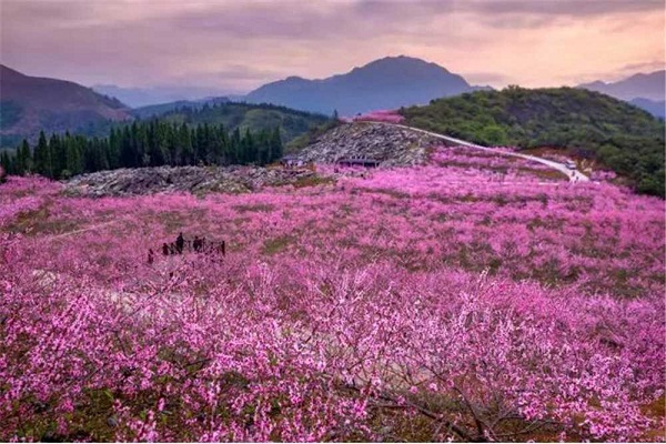 Flowers bloom in Changshan