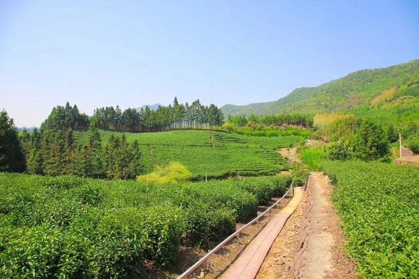 ​Changshan tea-picking locations