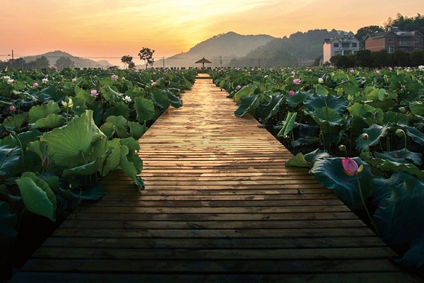 Best destinations to admire lotus flowers in Quzhou