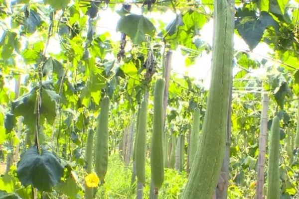 ​Xinchang township gains wealth from growing towel gourds