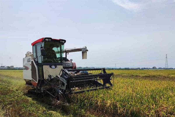 ​Early rice planting area in Quzhou exceeds 300,000 mu