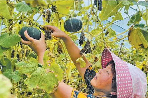 Yuankou village gains wealth from crop rotation