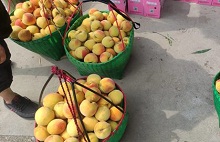 ​Peach plantation creates wealth for villagers