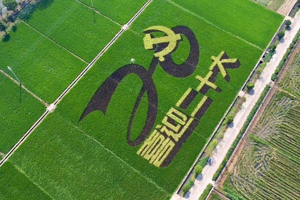 ​Rice paddy art in Quzhou