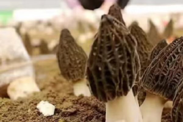 Mushrooms bring wealth to Quzhou farmers