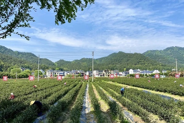 ​Yellow tea industry brings wealth to Hecun village in Longyou