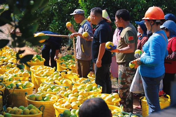 100,000 mu of grapefruit enters harvest season in Changshan