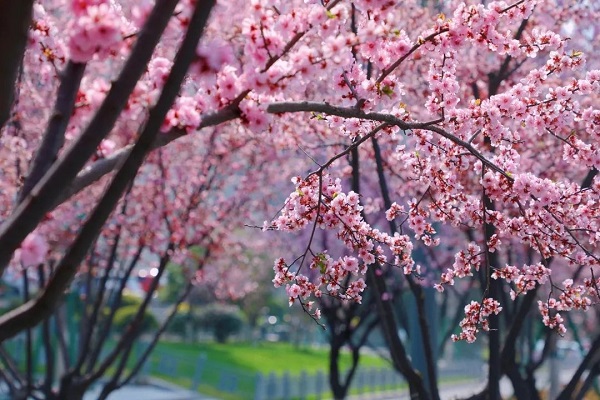 In pics: Roadside spring scenery in Quzhou