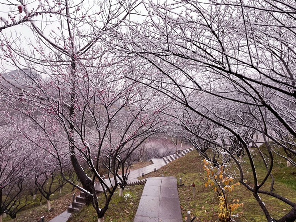 Plum blossoms bloom at Luming Park