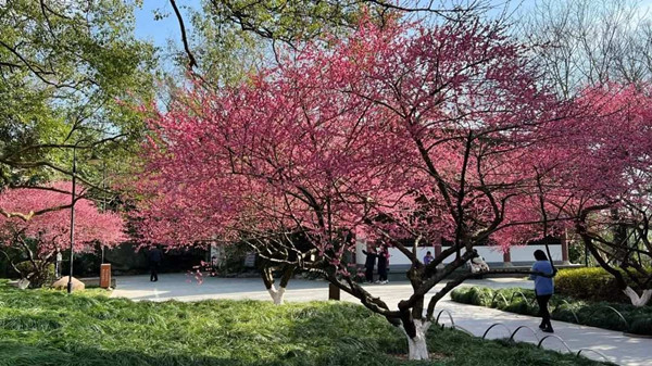 Best places to admire plum blossoms in Quzhou
