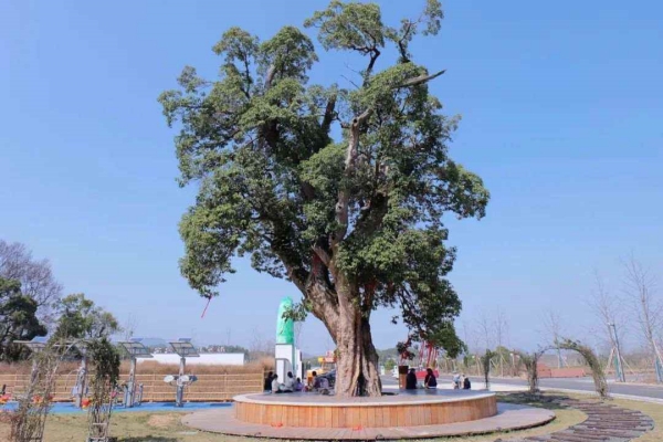 Quzhou works to protect ancient trees
