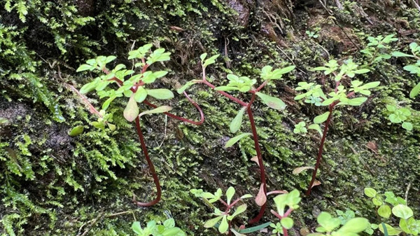 New plant species discovered in Quzhou