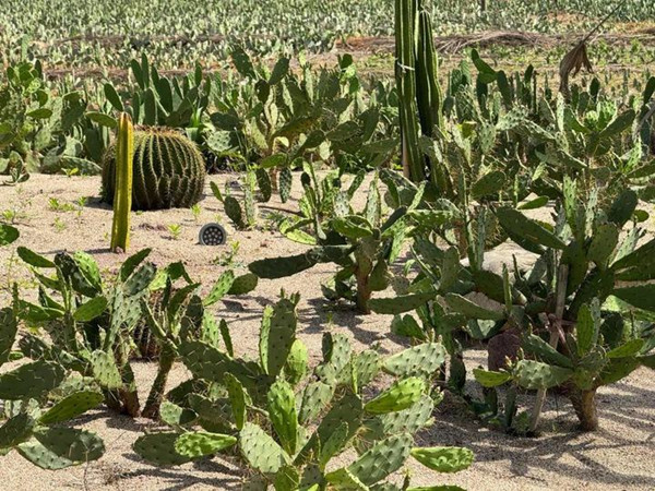 Longyou's cactus industry thriving
