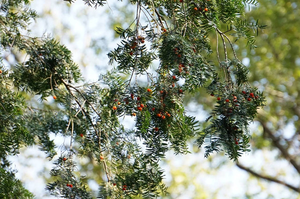 Rare wildlife and ancient plants thrive in Quzhou