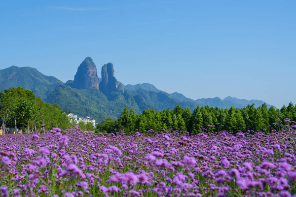 Enchanting verbena blossoms create a dreamlike scene at Jianglang Mountain