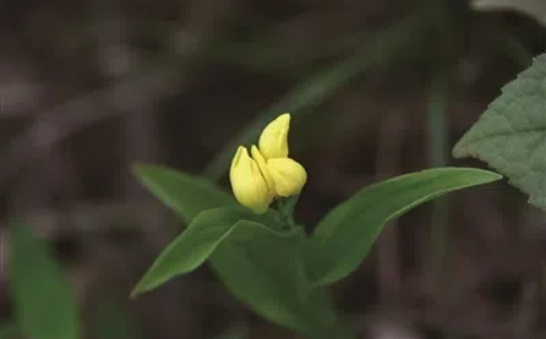 Orchid species with world's smallest seeds discovered in Longyou