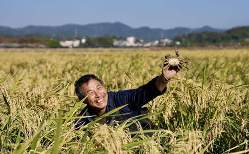 Bumper harvest of rice, crabs in Quzhou