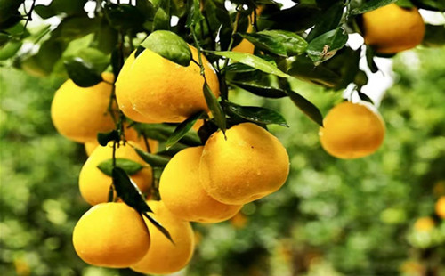 Autumn harvest in Quzhou