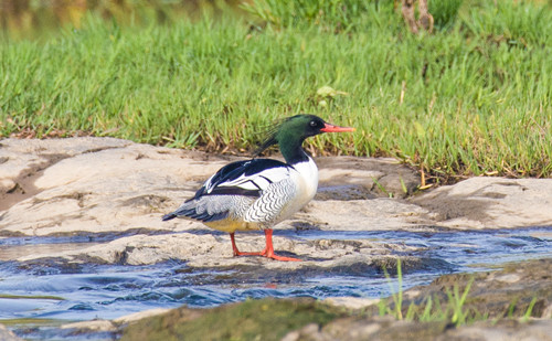 Chinese mergansers spotted at Jiangshan Port in Quzhou