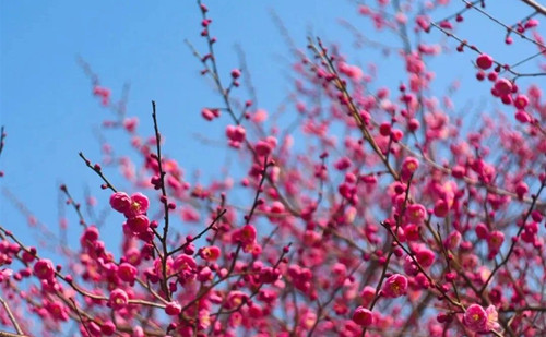 Quzhou enters glorious plum blossom season