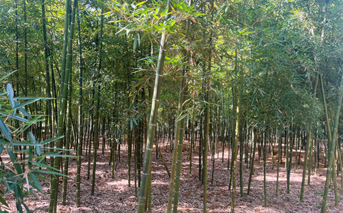 Changshan's edible bamboo shoots deliver fast-growing profits