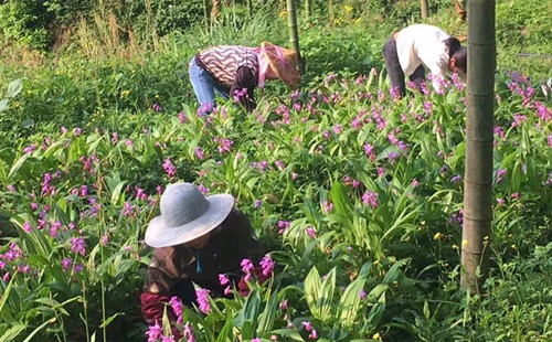 Under-forest planting, breeding booms in Quzhou