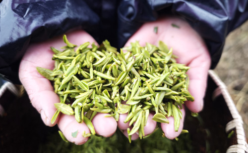 Spring tea harvest begins in Quzhou's Kaihua