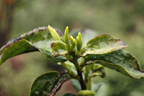 Spring tea harvest begins in Quzhou's Kaihua