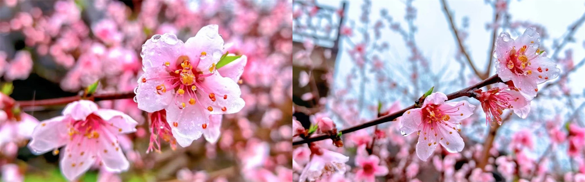 Quzhou enters glorious plum blossom season