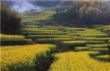 Quzhou rape fields bloom in springtime