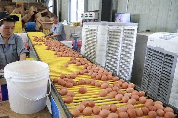 Quzhou enterprise becomes Asian Games egg supplier