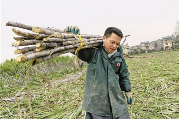 'Sweet industry' brings wealth to residents in Jiangshan