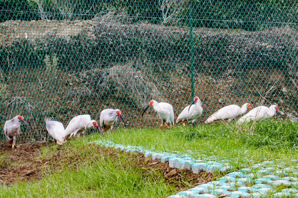 10 crested ibises move to Qianjiangyuan National Park