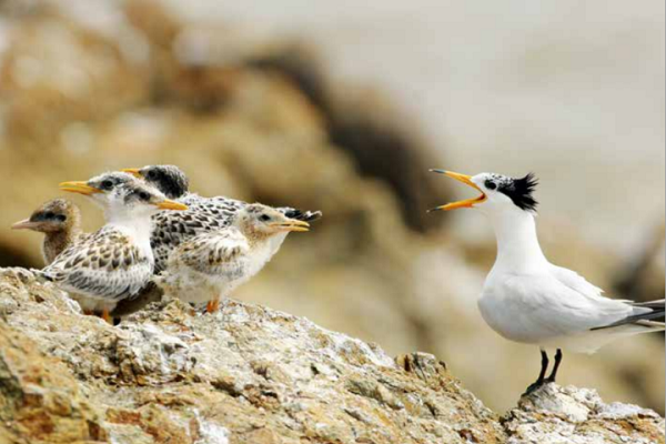 Quzhou native wins intl recognition for bird preservation