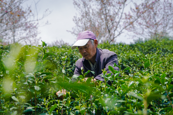 Kaihua starts tea-picking season