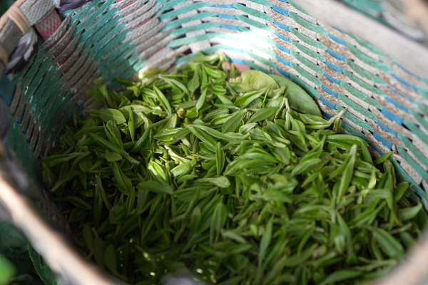 Quzhou starts harvesting spring tea