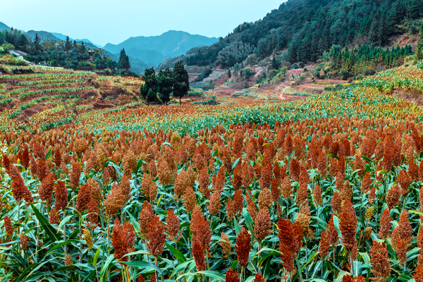 Red sorghum industry brings wealth to Quzhou villages