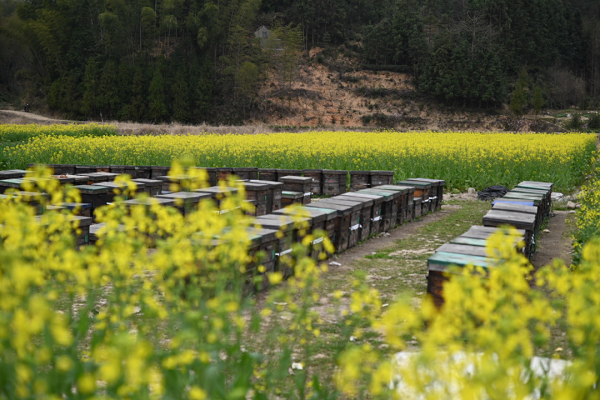 Jiangshan bee industry thrives