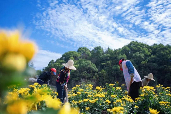 Village-enterprise cooperation leads to common prosperity in Quzhou