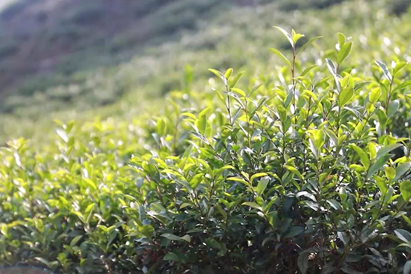 Changshan tea industry brings prosperity to villagers