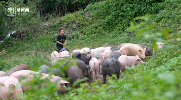 Transforming pig farming: The story of a Quzhou IT professional