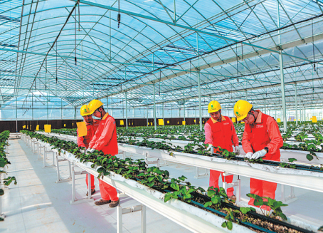 Zhejiang farmers gain traction from tailor-made power services