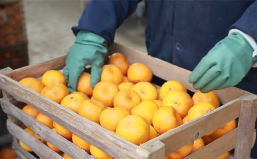 Quzhou ponkan tangerines see boom in sales, prices