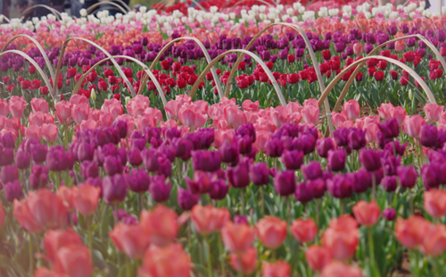 Blooming tulips bring spring romance to Quzhou