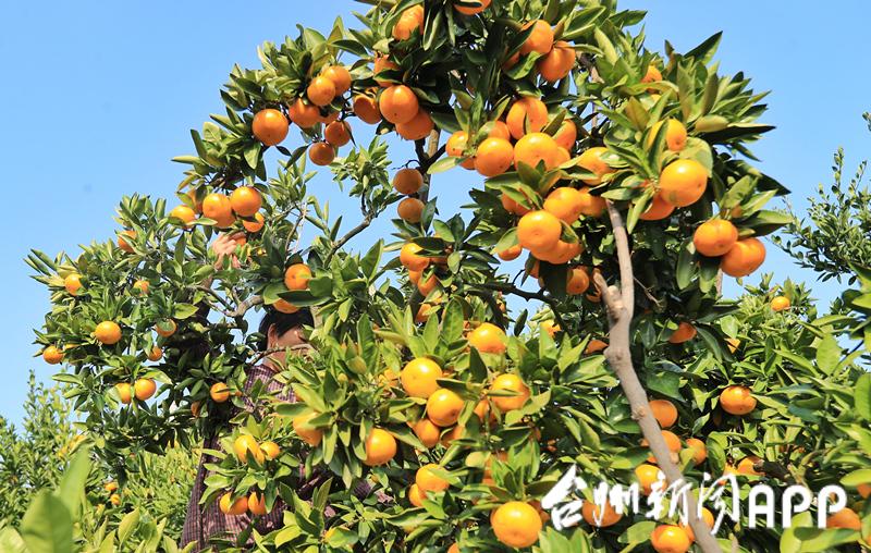 Tangerine festival opens in Sanmen