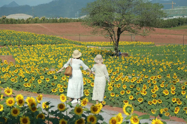 sunflowers in Yiwu.jpg