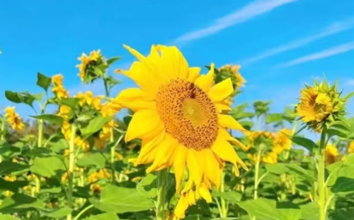 Sunflower 2.png