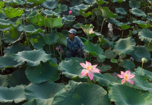 Maintenance worker Chen Laidi, a Hangzhou native, gathers lotus leaves and heads at West Lake..jpg