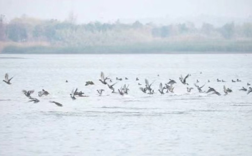 In pics: Migratory birds spotted in Changxing 