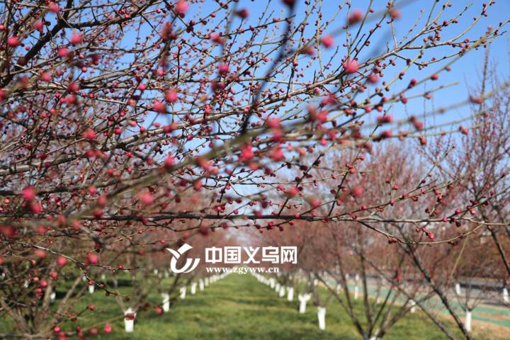 Yiwu's plum blossoms to flower soon